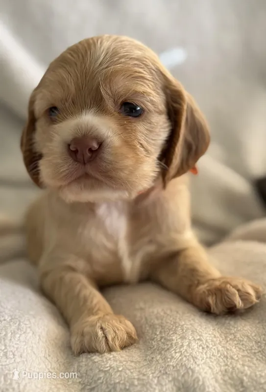 Female-Orange collar – Cocker Spaniel puppy for sale in Zanesville, OH