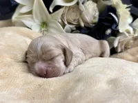 Female-Orange collar, a female Cocker Spaniel for sale in Zanesville, OH – Photo 4 of 6