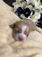 Female-neon collar, a female Cocker Spaniel for sale in Zanesville, OH – Photo 7 of 7