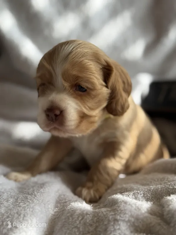 Female-neon collar – Cocker Spaniel puppy for sale in Zanesville, OH