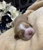 Female-neon collar, a female Cocker Spaniel for sale in Zanesville, OH – Photo 3 of 7