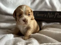 Female-yellow, a female Cocker Spaniel for sale in Zanesville, OH – 7 of 10