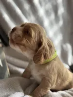 Female-yellow, a female Cocker Spaniel for sale in Zanesville, OH – 6 of 10