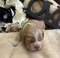 Female-neon collar, a female Cocker Spaniel for sale in Zanesville, OH – Photo 4 of 7
