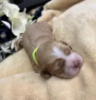 Female-neon collar, a female Cocker Spaniel for sale in Zanesville, OH – Photo 2 of 7
