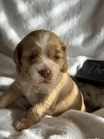 Female-yellow, a female Cocker Spaniel for sale in Zanesville, OH – 8 of 10
