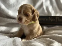Female-yellow, a female Cocker Spaniel for sale in Zanesville, OH – 4 of 10