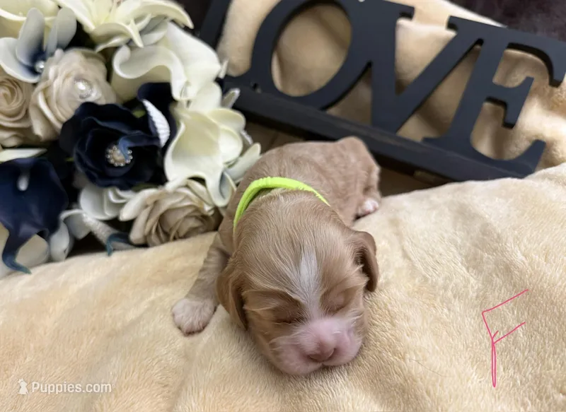 Female-neon collar – Cocker Spaniel puppy for sale in Zanesville, OH