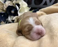 Female-neon collar, a female Cocker Spaniel for sale in Zanesville, OH – Photo 5 of 7