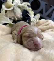 Female-pink collar PENDING, a female Cocker Spaniel for sale in Zanesville, OH – Photo 1 of 5