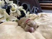 Female-pink collar PENDING, a female Cocker Spaniel for sale in Zanesville, OH – Photo 5 of 5