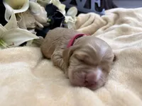 Female-pink collar PENDING, a female Cocker Spaniel for sale in Zanesville, OH – Photo 3 of 5