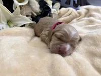 Female-pink collar PENDING, a female Cocker Spaniel for sale in Zanesville, OH – Photo 4 of 5