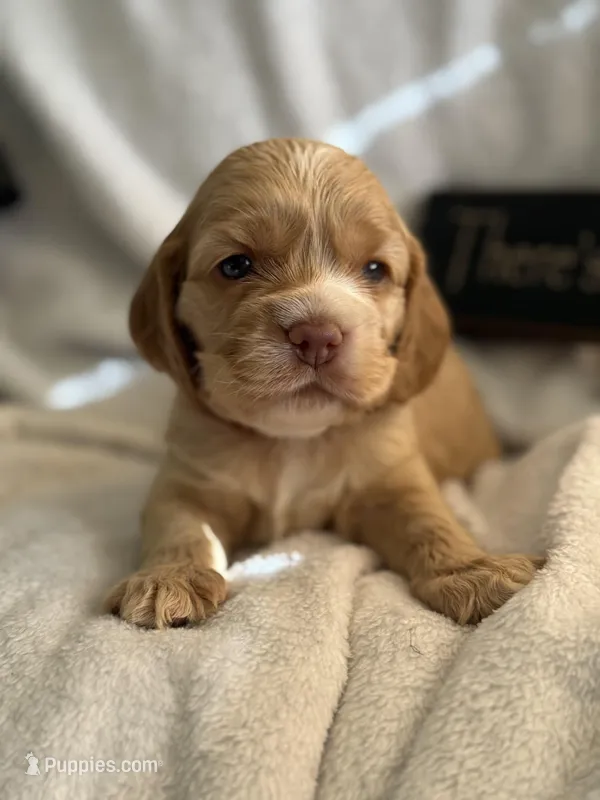 Female-pink collar PENDING – Cocker Spaniel puppy on hold in Zanesville, OH