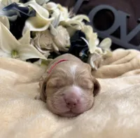 Female-pink collar PENDING, a female Cocker Spaniel for sale in Zanesville, OH – Photo 2 of 5