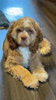Stanley, a male Cocker Spaniel for sale in Zanesville, OH – 9 of 9