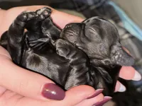 SusieQ, a female Cocker Spaniel for sale in Zanesville, OH – 2 of 3