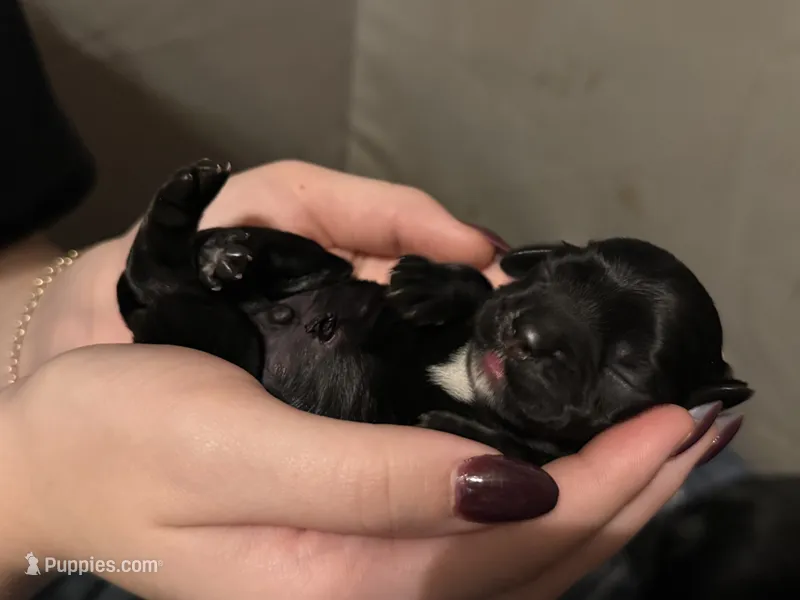 Sammy, a male Cocker Spaniel for sale in Zanesville, OH – 1 of 4