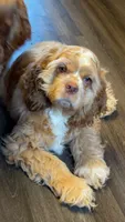 Stanley, a male Cocker Spaniel for sale in Zanesville, OH – 8 of 9
