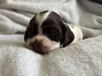 Female, a female Cocker Spaniel for sale in Zanesville, OH – 2 of 7