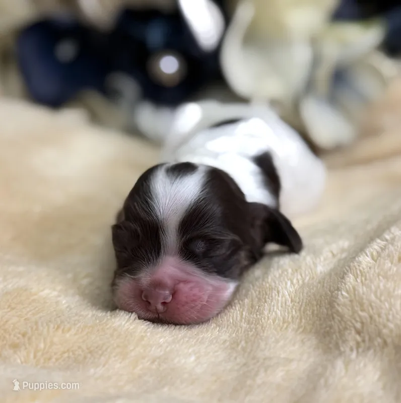 Female – Cocker Spaniel puppy for sale in Zanesville, OH