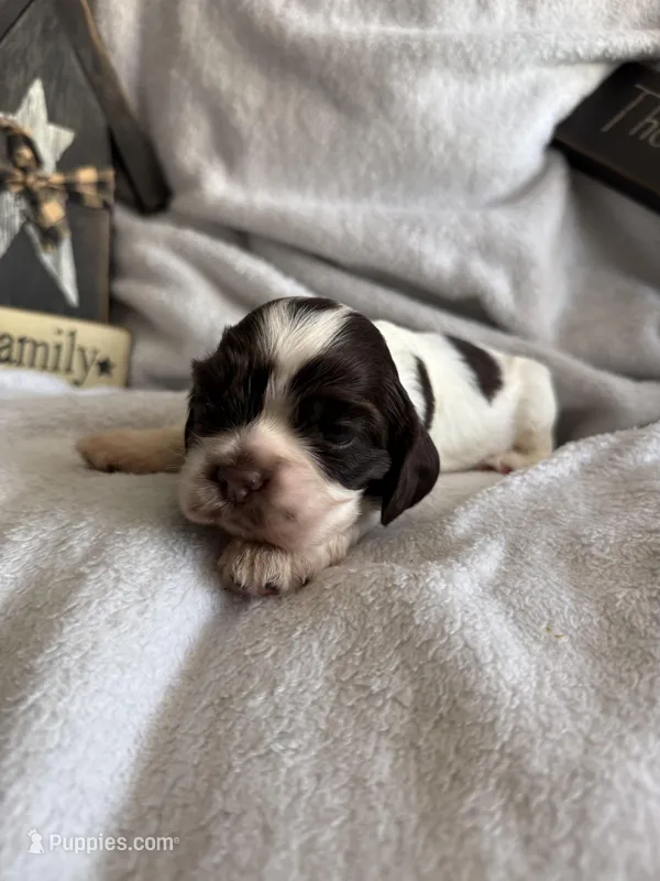 Female – Cocker Spaniel puppy for sale in Zanesville, OH