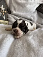 Female, a female Cocker Spaniel for sale in Zanesville, OH – 1 of 7