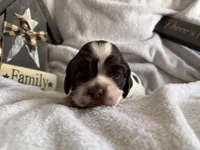 Female, a female Cocker Spaniel for sale in Zanesville, OH – 3 of 7