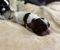 Female, a female Cocker Spaniel for sale in Zanesville, OH – Photo 5 of 5