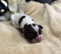 Female, a female Cocker Spaniel for sale in Zanesville, OH – Photo 3 of 5
