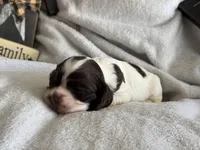 Female, a female Cocker Spaniel for sale in Zanesville, OH – 4 of 7