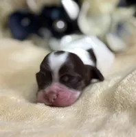 Female, a female Cocker Spaniel for sale in Zanesville, OH – Photo 2 of 5