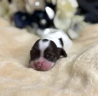 Female, a female Cocker Spaniel for sale in Zanesville, OH – Photo 4 of 5
