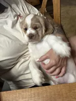 “Asher”, a male Cocker Spaniel for sale in Zanesville, OH – 8 of 8