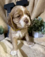 Female-yellow, a female Cocker Spaniel for sale in Zanesville, OH – 3 of 10