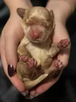 Saylor, a male Cocker Spaniel for sale in Zanesville, OH – 3 of 3