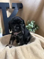 Female, a female Cocker Spaniel for sale in Zanesville, OH – 4 of 10