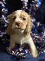 “Asher”, a male Cocker Spaniel for sale in Zanesville, OH – 5 of 8