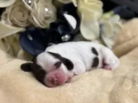 Male, a male Cocker Spaniel for sale in Zanesville, OH – Photo 5 of 7