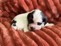 Male-PENDING, a male Cocker Spaniel for sale in Zanesville, OH – 5 of 8