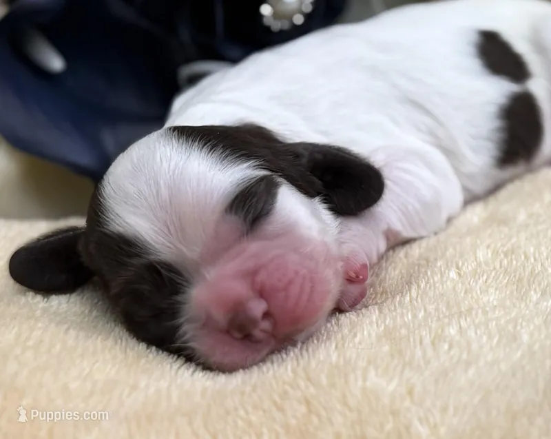 Male – Cocker Spaniel puppy for sale in Zanesville, OH