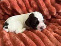 Male-PENDING, a male Cocker Spaniel for sale in Zanesville, OH – 8 of 8