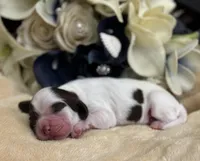 Male, a male Cocker Spaniel for sale in Zanesville, OH – Photo 2 of 7