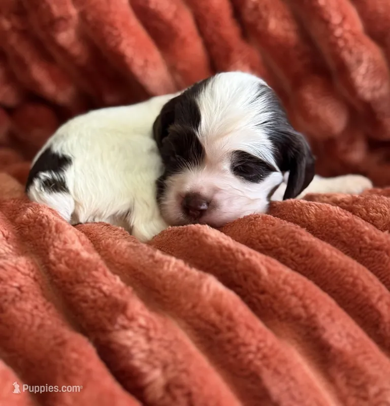 Male-PENDING – Cocker Spaniel puppy on hold in Zanesville, OH