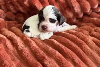Male-PENDING, a male Cocker Spaniel for sale in Zanesville, OH – 6 of 8