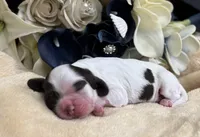 Male, a male Cocker Spaniel for sale in Zanesville, OH – Photo 6 of 7