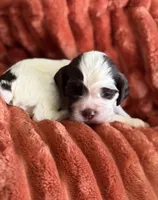 Male-PENDING, a male Cocker Spaniel for sale in Zanesville, OH – 4 of 8