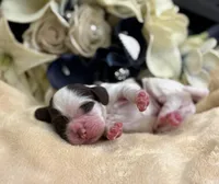 Male, a male Cocker Spaniel for sale in Zanesville, OH – Photo 7 of 7