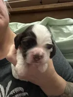 Male-PENDING, a male Cocker Spaniel for sale in Zanesville, OH – Photo 8 of 9