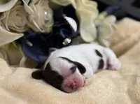 Male, a male Cocker Spaniel for sale in Zanesville, OH – Photo 4 of 7